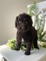 Ms. Yellow, a female Goldendoodle for sale in Floyds Knobs, IN – Photo 4 of 10