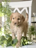 Ms Green, a female Goldendoodle for sale in Floyds Knobs, IN – Photo 8 of 9