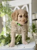 Ms Green, a female Goldendoodle for sale in Floyds Knobs, IN – Photo 9 of 9