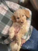 Ms Green, a female Goldendoodle for sale in Floyds Knobs, IN – Photo 2 of 9
