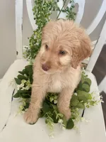 Ms Green, a female Goldendoodle for sale in Floyds Knobs, IN – Photo 4 of 9