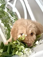 Ms Green, a female Goldendoodle for sale in Floyds Knobs, IN – Photo 6 of 9