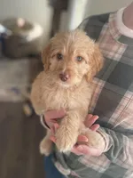 Ms Green, a female Goldendoodle for sale in Floyds Knobs, IN – Photo 5 of 9