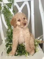Ms Green, a female Goldendoodle for sale in Floyds Knobs, IN – Photo 3 of 9