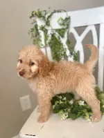 Ms Green, a female Goldendoodle for sale in Floyds Knobs, IN – Photo 7 of 9