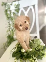 Ms Green, a female Goldendoodle for sale in Floyds Knobs, IN – Photo 1 of 9