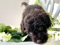 Ms. Blue, a female Goldendoodle for sale in Floyds Knobs, IN – Photo 2 of 10