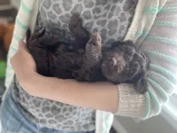 Ms. Blue, a female Goldendoodle for sale in Floyds Knobs, IN – Photo 6 of 10