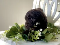 Ms. Blue, a female Goldendoodle for sale in Floyds Knobs, IN – Photo 7 of 10