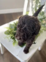 Ms. Blue, a female Goldendoodle for sale in Floyds Knobs, IN – Photo 8 of 10