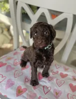 Ms. Blue, a female Goldendoodle for sale in Floyds Knobs, IN – Photo 5 of 10