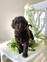 Ms. Blue, a female Goldendoodle for sale in Floyds Knobs, IN – Photo 1 of 10
