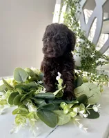 Ms. Blue, a female Goldendoodle for sale in Floyds Knobs, IN – Photo 3 of 10