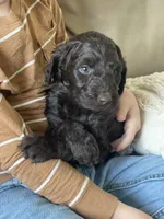 Mr. Red, a male Goldendoodle for sale in Floyds Knobs, IN – Photo 8 of 10