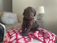 Mr. Red, a male Goldendoodle for sale in Floyds Knobs, IN – Photo 7 of 10