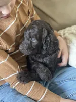 Mr. Red, a male Goldendoodle for sale in Floyds Knobs, IN – Photo 5 of 10