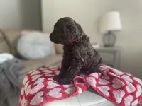 Mr. Red, a male Goldendoodle for sale in Floyds Knobs, IN – Photo 9 of 10