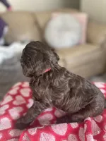 Mr. Red, a male Goldendoodle for sale in Floyds Knobs, IN – Photo 4 of 10