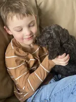 Mr. Red, a male Goldendoodle for sale in Floyds Knobs, IN – Photo 6 of 10