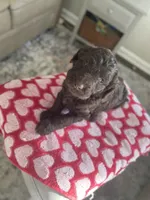 Mr. Red, a male Goldendoodle for sale in Floyds Knobs, IN – Photo 3 of 10