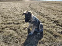 German Shepherd Female, a female German Shepherd Dog for sale in Mankato, MN – Photo 2 of 3