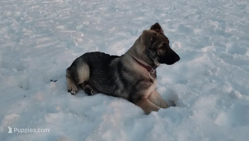 German Shepherd Female – German Shepherd Dog puppy for sale in Mankato, MN