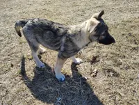 German Shepherd Female, a female German Shepherd Dog for sale in Mankato, MN – Photo 3 of 3