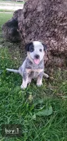 Boy 2, a male Australian Cattle Dog for sale in Riceville, IA – 3 of 3