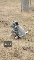 Boy 5, a male Australian Cattle Dog for sale in Riceville, IA – Photo 2 of 3