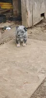 Boy 5, a male Australian Cattle Dog for sale in Riceville, IA – Photo 1 of 3