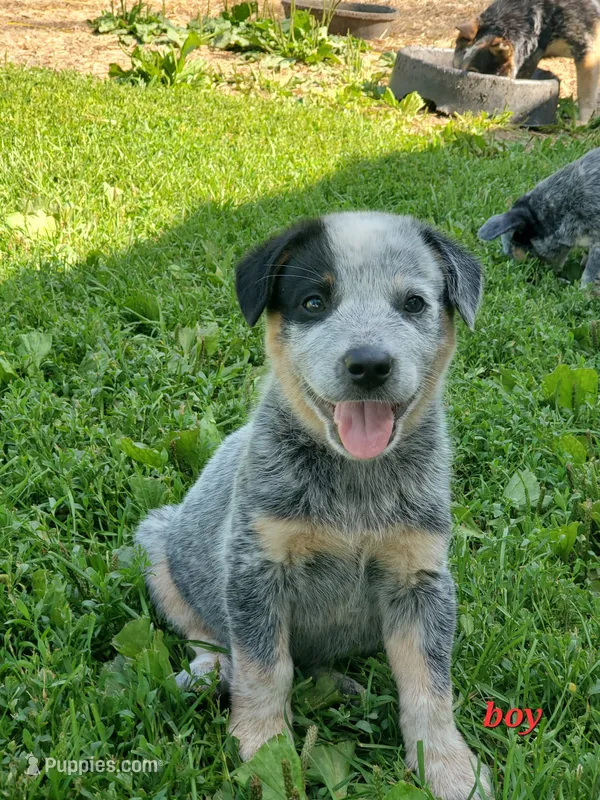 Boy 2 – Australian Cattle Dog puppy for sale in Riceville, IA