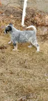 Boy 3, a male Australian Cattle Dog for sale in Riceville, IA – Photo 2 of 3