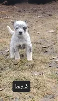 Boy 3, a male Australian Cattle Dog for sale in Riceville, IA – Photo 1 of 3