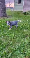 Boy 3, a male Australian Cattle Dog for sale in Riceville, IA – 3 of 4