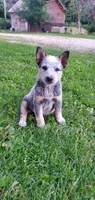 Boy 3, a male Australian Cattle Dog for sale in Riceville, IA – 2 of 4