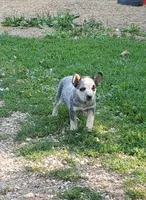 Boy 4, a male Australian Cattle Dog for sale in Riceville, IA – 2 of 4