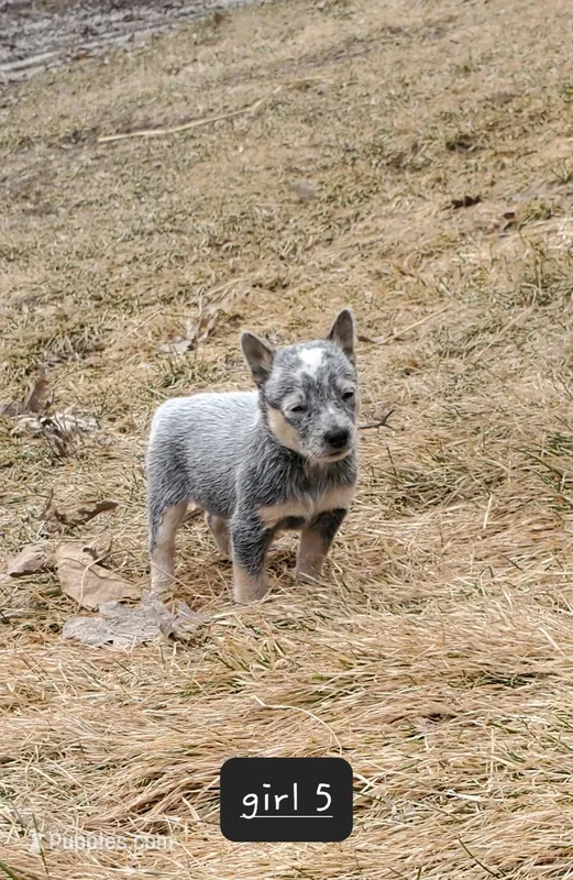 Girl 5 – Australian Cattle Dog puppy for sale in Riceville, IA