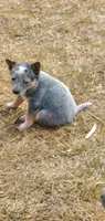 Girl 5, a female Australian Cattle Dog for sale in Riceville, IA – Photo 2 of 2