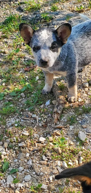 Boy 4 – Australian Cattle Dog puppy for sale in Riceville, IA