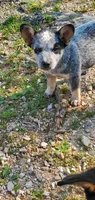 Boy 4, a male Australian Cattle Dog for sale in Riceville, IA – 1 of 4