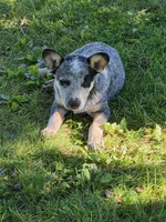 Boy 4, a male Australian Cattle Dog for sale in Riceville, IA – 3 of 4