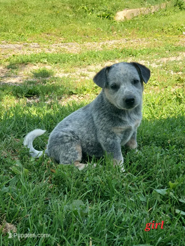 Girl 2 – Australian Cattle Dog puppy for sale in Riceville, IA