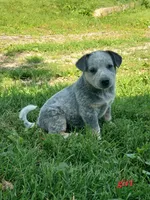 Girl 2, a female Australian Cattle Dog for sale in Riceville, IA – 1 of 1