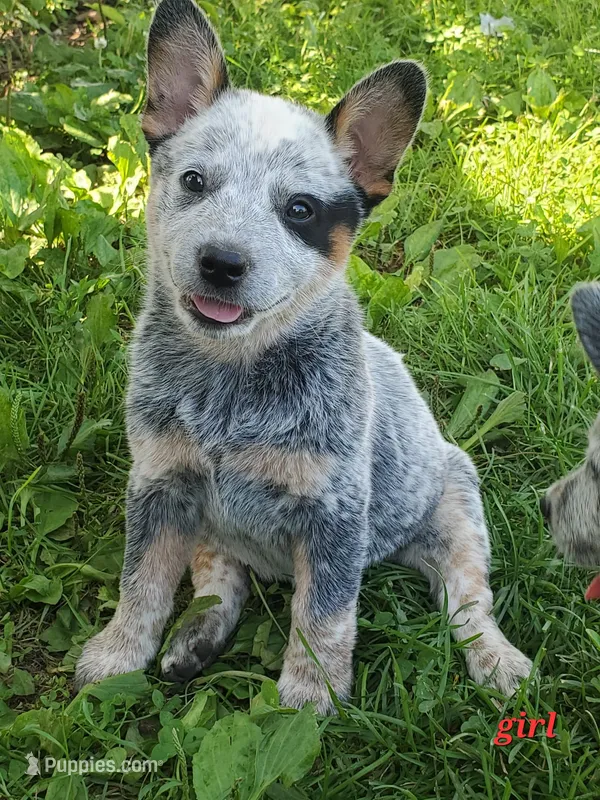 Girl 1 – Australian Cattle Dog puppy for sale in Riceville, IA