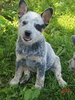 Girl 1, a female Australian Cattle Dog for sale in Riceville, IA – 1 of 1