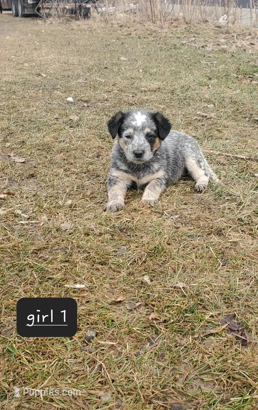 Girl 1 – Australian Cattle Dog puppy for sale in Riceville, IA