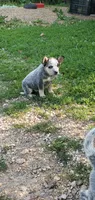 Boy 4, a male Australian Cattle Dog for sale in Riceville, IA – 3 of 4