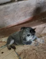 Boy 5, a male Australian Cattle Dog for sale in Riceville, IA – Photo 3 of 3