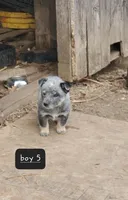 Boy 5, a male Australian Cattle Dog for sale in Riceville, IA – Photo 1 of 3