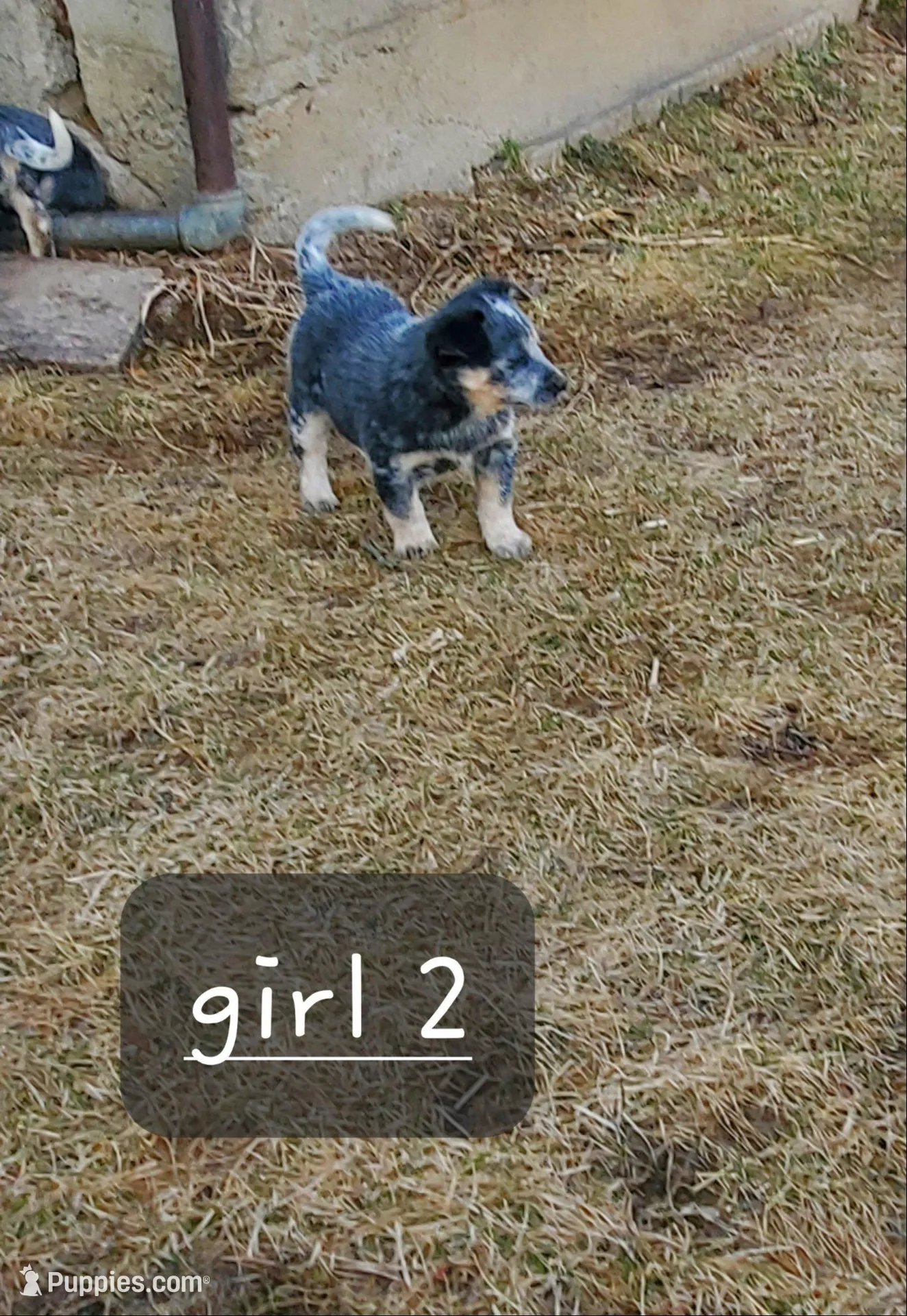 Girl 2 – Australian Cattle Dog puppy for sale in Riceville, IA